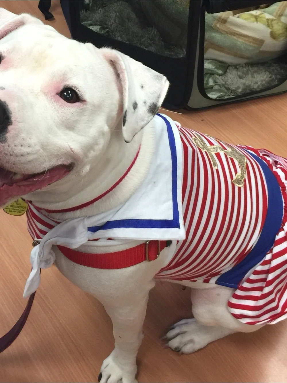Nautical Red & White Striped Dog Dress with Gold Anchor